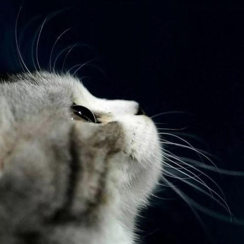 娱乐吃瓜酱猫糊糊